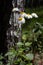 Pretty small white flowers camomile of Pyrethrum cinerariifolium. Organic insect repellent.