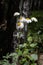 Pretty small white flowers camomile of Pyrethrum cinerariifolium. Organic insect repellent.
