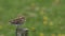 A pretty Snipe, Gallinago gallinago, perched on a post in the moors of Durham, UK, on a dark windy day.