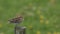 A pretty snipe, Gallinago gallinago, perched on a post in the moors on a windy dark day. It opens its beak then starts preening an