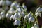 Pretty snowdrop flowers in the February sunshine