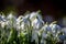 Pretty snowdrop flowers in the February sunshine