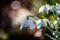 Pretty snowdrop flowers in the February sunshine