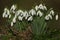 Pretty Snowdrops, Galanthus, growing in woodland in winter in the UK.