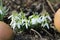 Pretty snowdrops, Galanthus nivalis, announce springtime