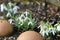 Pretty snowdrops, Galanthus nivalis, announce springtime