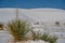Pretty soaptree yucca plant grows in the gypsum sand at White Sands National Park