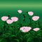 Pretty and Soft Pink Poppies in a Lush Green Meadow Illustration