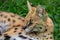 Pretty specimen of a wild serval