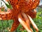 Pretty Spotted Orange Tiger Lily Flower in Summer in July