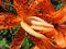 Pretty Spotted Tiger Lily Flowers