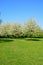 Pretty Spring meadow, UK.