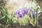 Pretty spring outdoor nature background with crocuses flowers