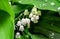 Pretty spring white bells of lily of the valley, Convallaria majalis. Highly poisonous woodland plant. Close-up of white flower be