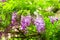 Pretty spring wisteria hanging outdoors