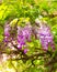 Pretty spring wisteria hanging outdoors