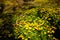 Pretty springtime bloom of buttercups near a little stream in Niagara, Ontario, Canada.