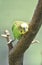 Pretty Squaking Shell Parakeet Perched in a Tree