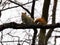 Pretty squirrel in a tree during autumn