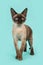 Pretty standing seal point devon rex cat with blue eyes on a mint blue background