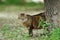 Pretty stray cat looking from behind tree