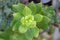 Pretty succulent plant growing on a garden