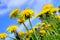 Pretty summer field. Dandelion against sunny blue sky