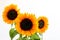 Pretty sunflower bouquet with green leaves and stems on the white background closeup. Nice greeting card design