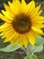 Pretty sunflower from garden