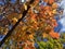 Pretty Sunlit Orange Leaves During Autumn in October