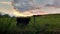 Pretty sunset and cows