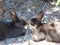 Pretty sweet pair of bunny rabbits sharing a piece of veggie at Jericho beach, 2018