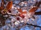 Pretty sweet pink cherry blossoms blooming in Vancouver, 2019