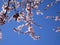 Pretty sweet pink cherry blossoms blooming in Vancouver, 2019