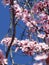 Pretty sweet pink cherry blossoms blooming in Vancouver, 2019