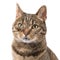 Pretty tabby cat portrait