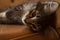 Pretty tabby kitten lying on brown couch