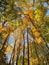 Pretty Tall Fall Foliage Trees in Early November