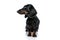 Pretty Teckel puppy dog with black fur looking sideways pensively