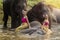 Pretty thai girls in traditional thai dress with elephants