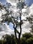 Pretty tree under blue sky