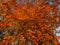 Pretty Tree With Vibrant Orange Leaves in November at Sunset