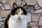 Pretty tricolor cats head portrait in front of a stone wall