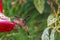 Pretty tropical hummingbird feeding on nectar from a bird feeder.