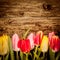 Pretty tulip border on vintage wood