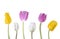 Pretty tulips on stem isolated