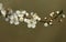 A pretty twig of Blackthorn Blossom Prunus spinosa .