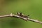 A pretty Vapourer Moth Caterpillar Orgyia antiqua walking across a twig.