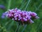 Pretty Verbena bonariensis Lollipop flowers in a garden