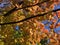 Pretty VIbrant Orange Leaves in October in Autumn